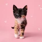 Picture of Kitten